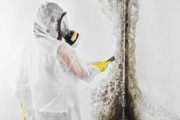 Best Crawl Space Mold Removal  in Bishop, TX