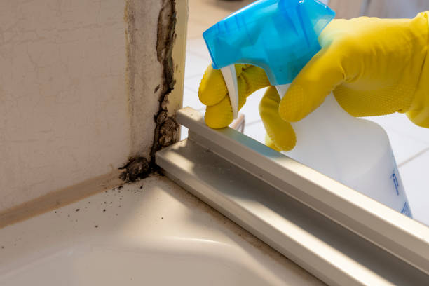 Best Certified Mold Removal  in Bishop, TX