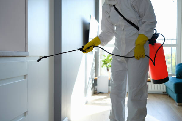 Best Local Mold Removal Service  in Bishop, TX