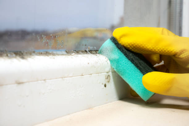 Best Black Mold Removal  in Bishop, TX