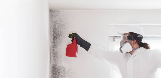 Reliable Bishop, TX Mold Removal Solutions