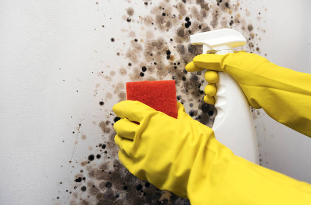 Best Mold Remediation  in Bishop, TX