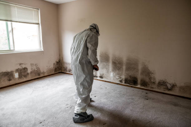 Best Mold Removal Specialists  in Bishop, TX