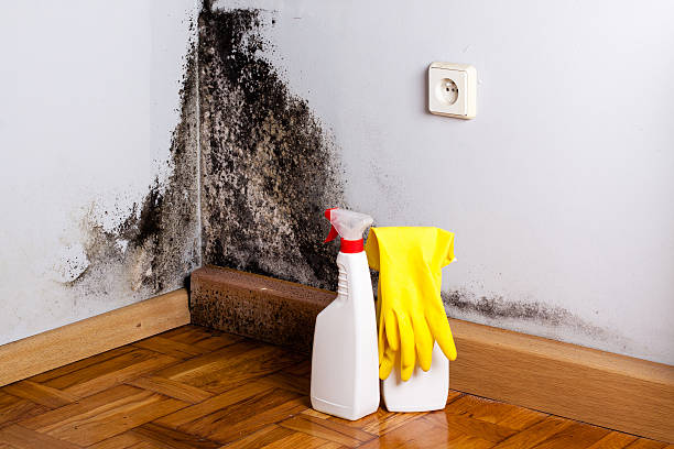 Best Professional Mold Removal  in Bishop, TX