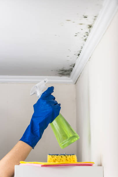 Best Affordable Mold Removal  in Bishop, TX